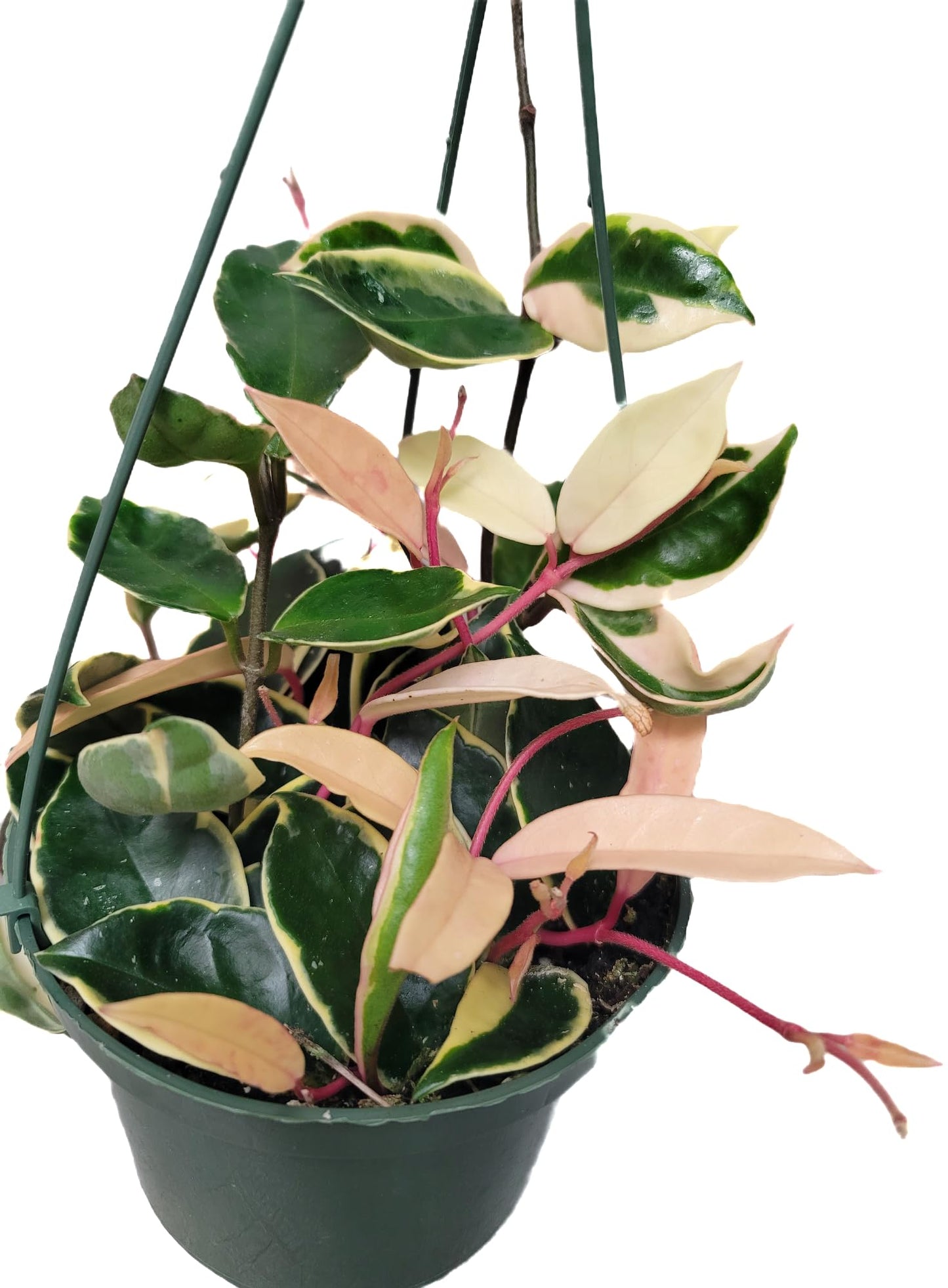 6" Hoya Krimson Queen Available in Hanging Pot, Live Arrival Guaranteed! Live Hoya Plants Live Houseplants - CA Seller - Air Purifying Plant