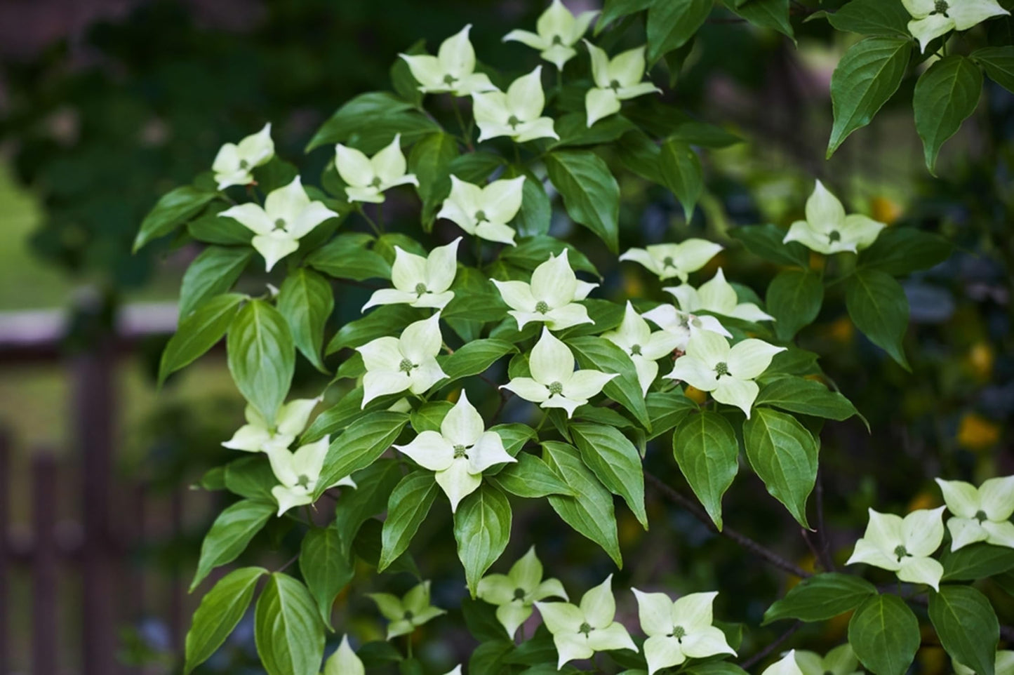3 White Flowering Dogwood Tree Seedlings for Planting | Live Tree Seedlings (3 Trees) | 1 Year Old Seedlings