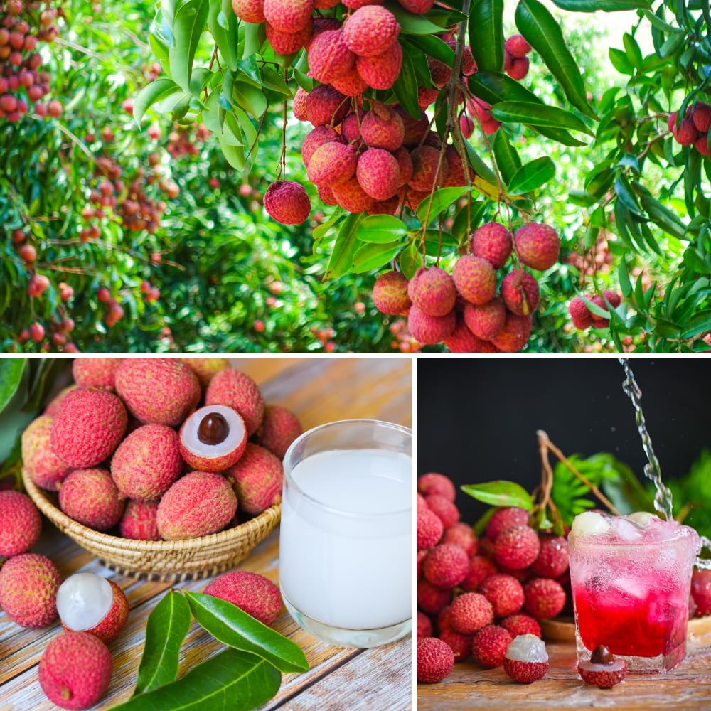Sweetheart Lychee Fruit Tree, Lychee Tree Live Plant, Perennial Tropical Fruit Trees for Oudoor Garden, 3 to 4 Feet Tall, 3 Gallon Pot, No Ship to CA