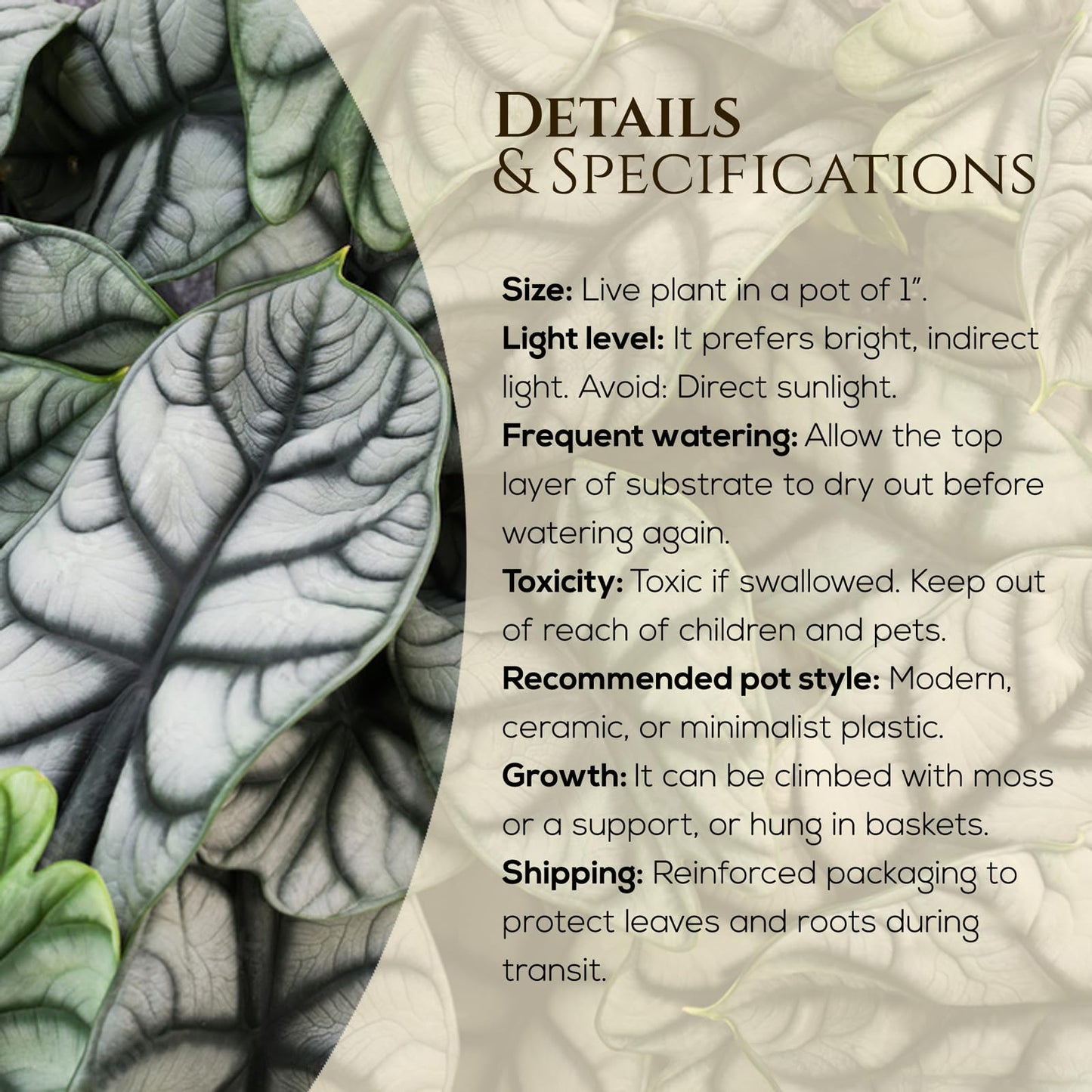 Alocasia Silver Dragon (4 Pack) Live Plant,Rare Indoor Alocasia,Silver Foliage Elephant Ear Plant,Tropical Houseplant Live, Starter Size Alocasia Plant,Houseplant for Home Decor and Indoor Growing