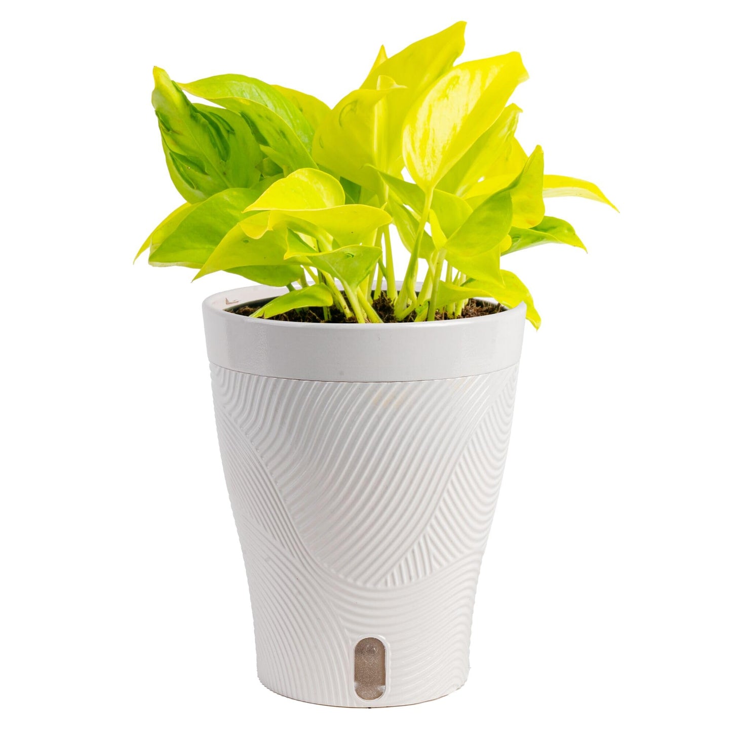 Costa Farms Champs Élysées Pothos Live Plant in Self Watering Pot, Indoor Houseplant, Trailing Vining, Perfect for Home, Room, or Office Decor, Great House Warming or Birthday Gift, 12-14 Inches Tall