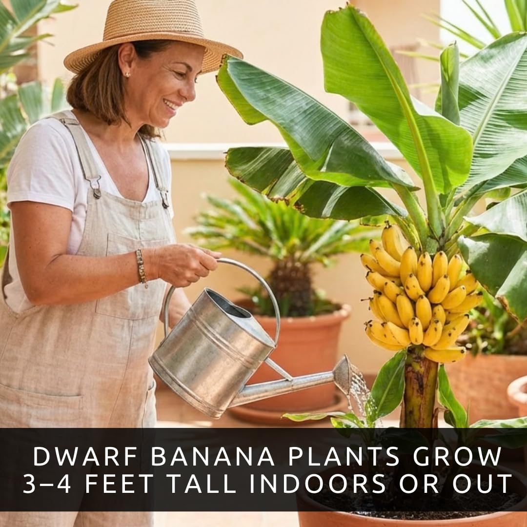 Dwarf Banana Seeds for Planting – Great for Bonsai - Non-GMO Banana Tree Seeds – Tropical Fruit Seeds for Indoor & Outdoor Growing – Grow Your Own Banana Plant (30 Seeds)