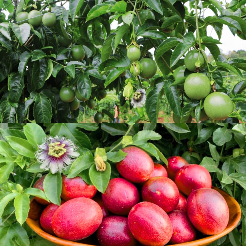 Passion Fruit Live Plant, Live Passionfruit Plant Vine, 4-6'' Tall, Red Passion Fruit Tree Live Plant for Outdoor Planting, Ready to Grow, Cold Hardy