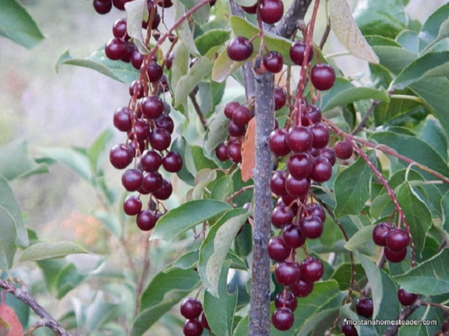 24-36" Tall Chokecherry Prunus virginiana, 2-3 Year Old Bare Root Plant