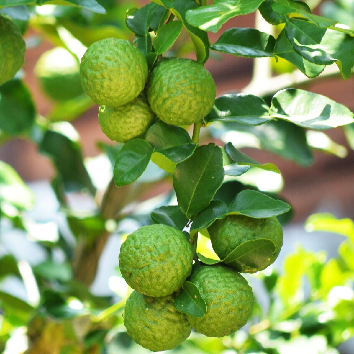2 Kaffir Lime Trees - 2-4 Inch Tall Makrut/Thai Lime Live Plants - Potted Fruit Seedlings - Citrus Hystrix - (2 Pack)