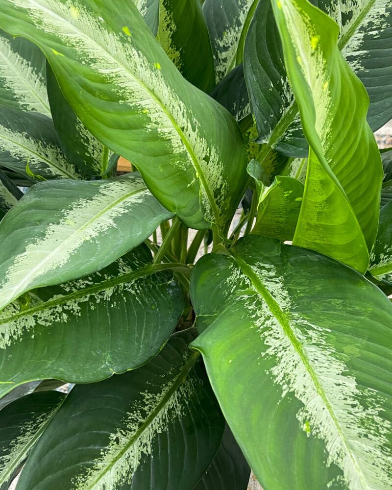 Dieffenbachia Cougar - Dumb Cane - Leopard Lily - Live Plant in a 4 Inch Growers Pot - Rare and Elegant Indoor Houseplant