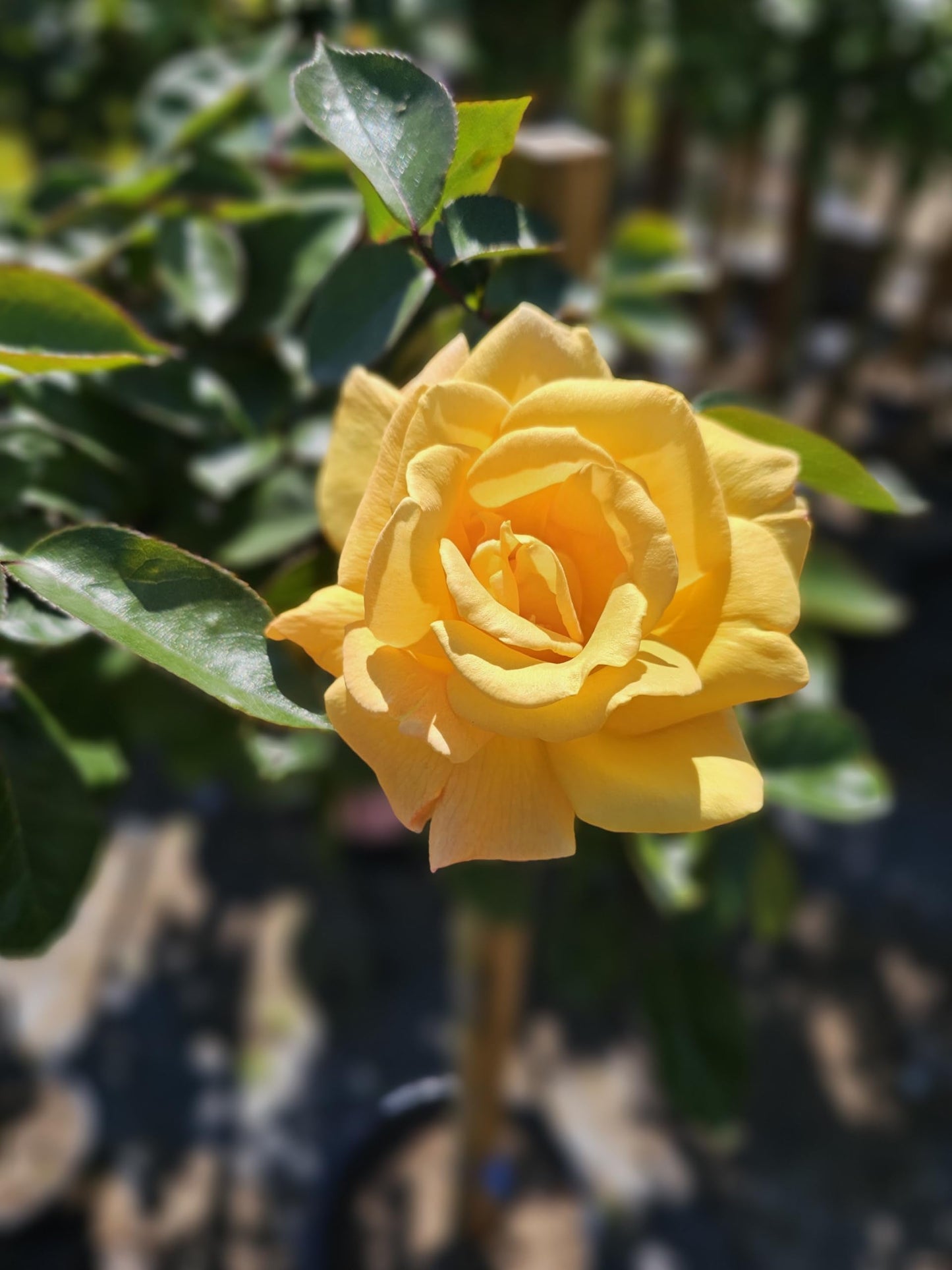 Rose Tree, Live Flowering Plant, 4-5 ft Tall, Reblooming All Year, 5 Gallon Pot (Oregold Rose - Hybrid Tea - Lightly Fragrant (Golden Yellow), 5 Gallon)