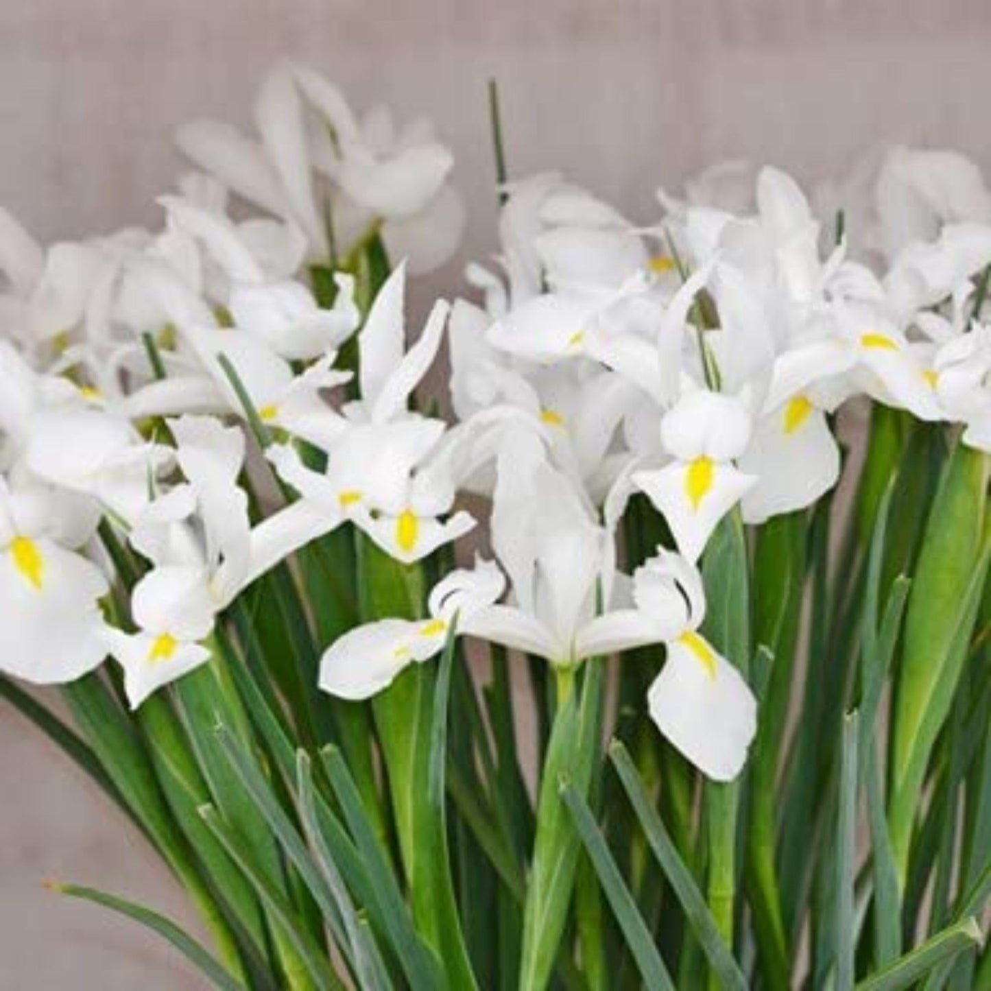Dutch Iris ‘White Van Vliet’ Bulbs – Elegant White Hollandica Variety | Hardy Mid-Spring Blooms, Deer Resistant, Great for Naturalizing, Borders, and Long-Lasting Cut Flower Arrangements
