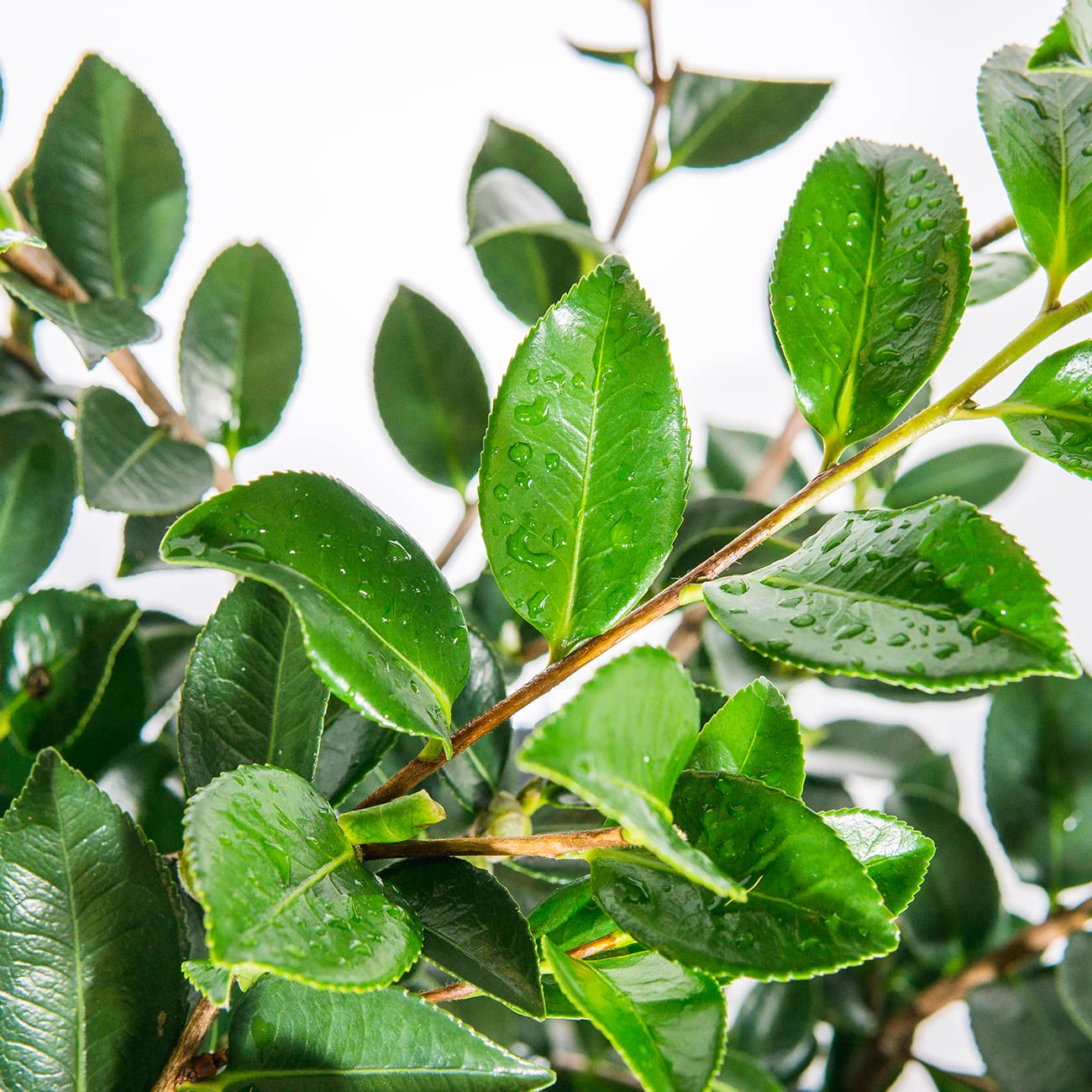 Perfect Plants Shi Shi Camellia Shrub 3 Gal. Pot | Camellia sasanqua 'Shishi Gashira' | Pink Flowering Plant | Small Outdoor Tree | Spring Blooming Flowers
