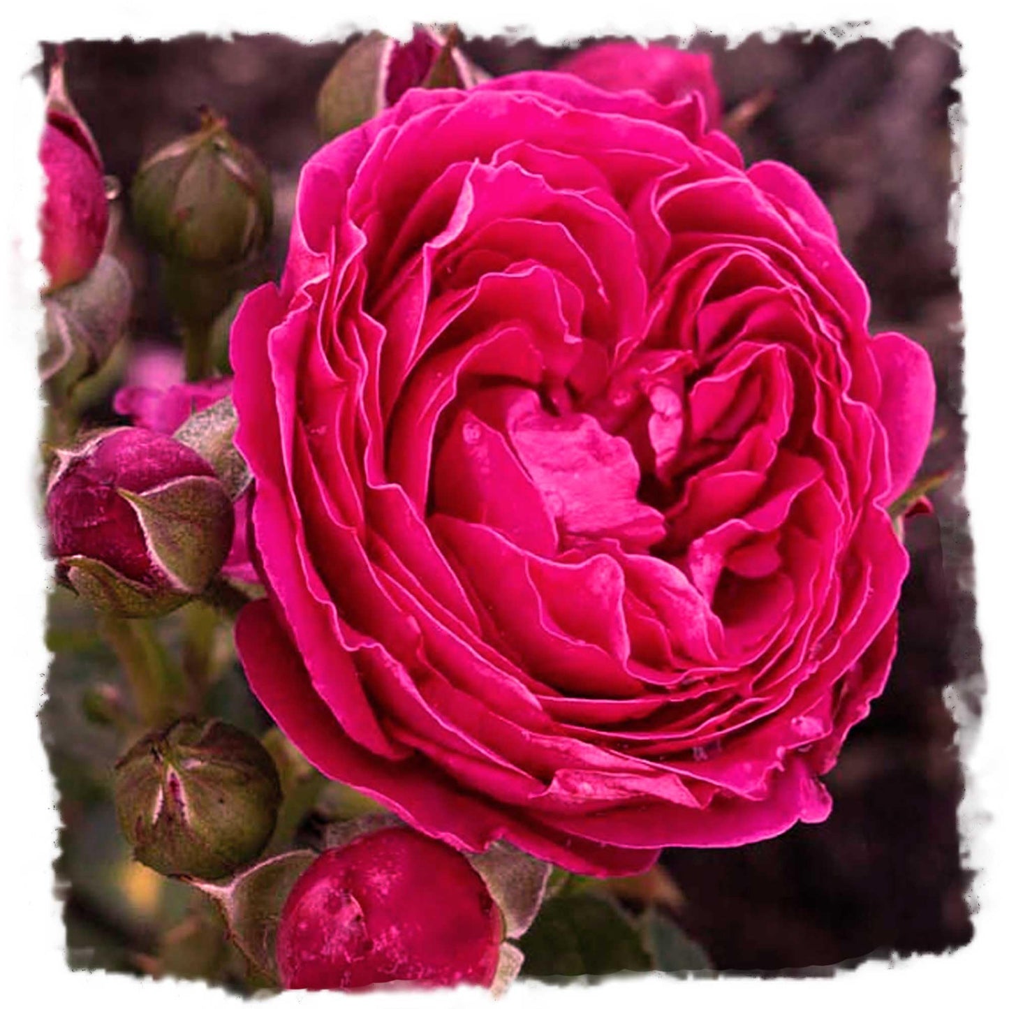 Powerpuff Pink Rose 1.5 Gallon Potted Live Plant, Non-Stop Fragrant Pink Flowers, Own Root, Stargazer Perennials, Zones 5-11