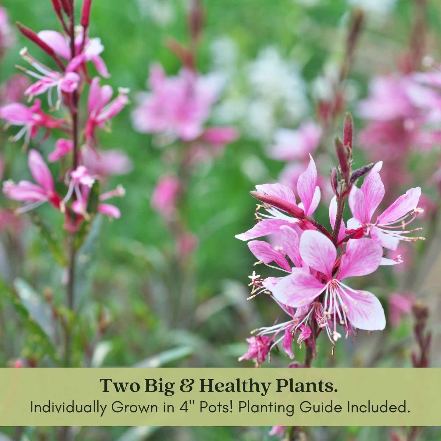 Clovers Garden Gaura Siskiyou Pink Plants - Two (2) Live Plants – Non-GMO - Not Seeds - Each 4" to 8" Tall – in 4" Inch Pots - Perennial, Pollinator Friendly, Continuous Blooms