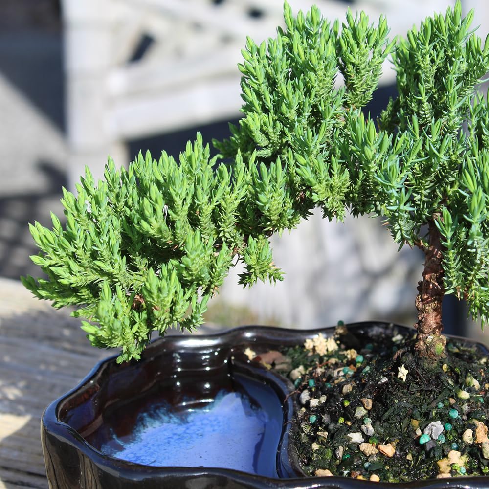 Brussel's Bonsai - Live Green Mound Juniper Bonsai Tree in Zen Reflections Pot, Outdoor Bonsai Tree Live Plant, 3 Years Old, 6-8 Inches Tall, Easy Care Bonsai for Patio Garden (Small)