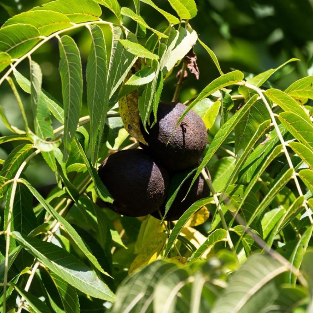 Live Black Walnut Tree, 4-Inch Potted, Cold Hardy Shade Tree for Yard or Garden, 6-12 Inch Tall