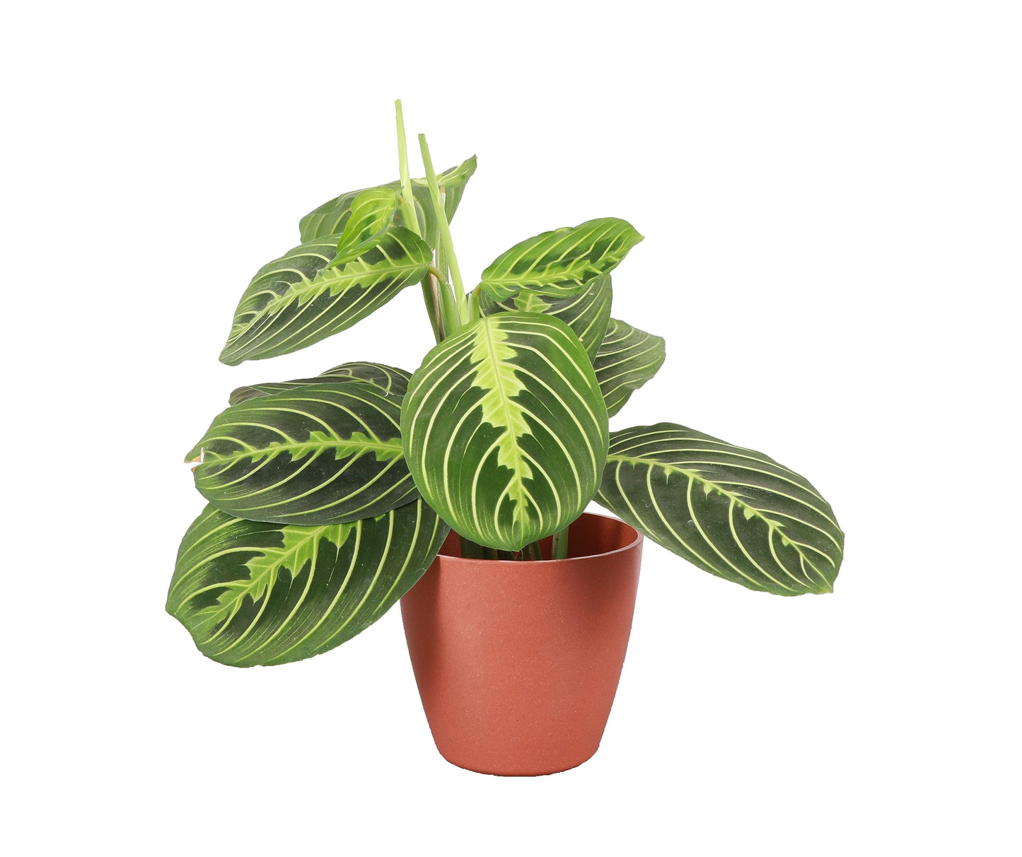 Thorsen's Greenhouse Lemon Lime Prayer Plant, Live Indoor Plant, Pet Friendly, Attractive Houseplant, Lemon Maranta, Natural Air Purifier, Easy to Grow, 4" Diameter Pot (Terra Cotta)