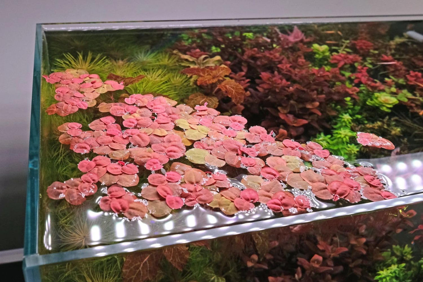 30+ Red Root Floater Plants Live, Aquarium Plants Live, Live Floating Plant for Aquarium, Aquatic Live Plants