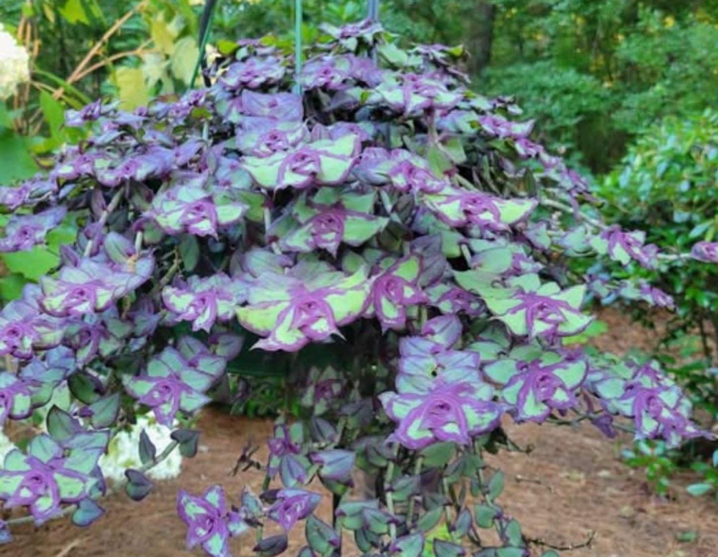 Dragon Tail Wandering Jew Starter Plant - Rooted in Soil 2 Inch Pot - Stunning Purple and Green Coloration - Callisia soconuscensis