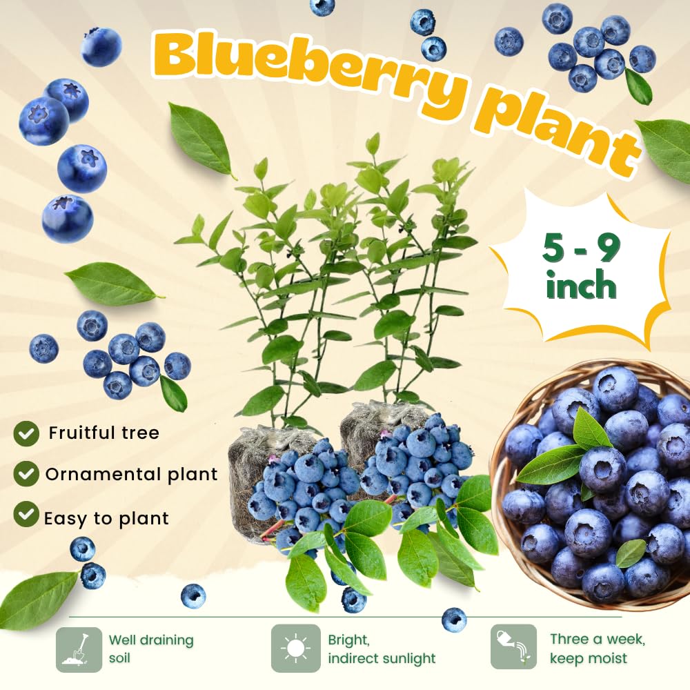 2 Blueberry Trees Live Plants 5 to 9 Inch Tall, Sweet Blueberry Bush Live Plant for Planting, Blueberry Fruit (Emerald Blueberry)