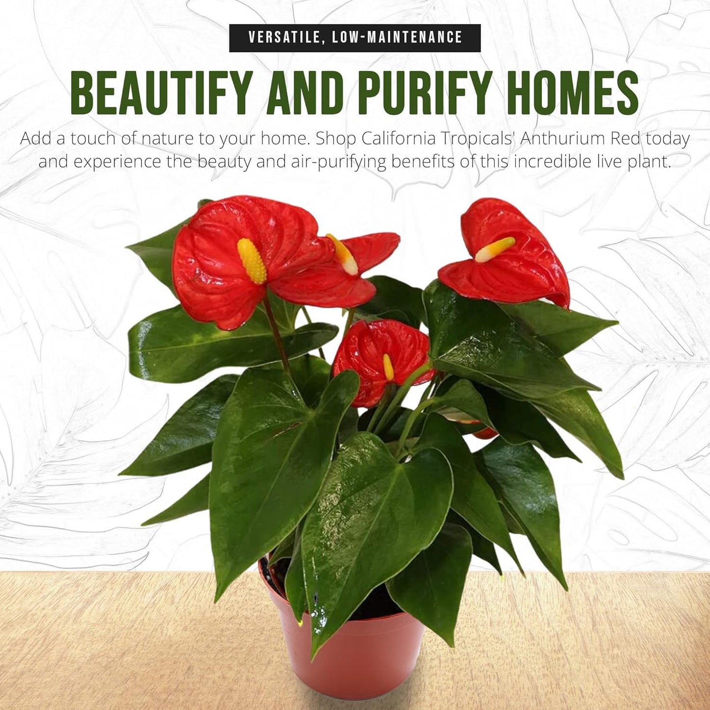 Anthurium Red 6 Inch Pot - Live House Plants Indoor,for Easy Care, Perfect for Office, Home & Flamingo Decor, Real Plant, Plant Gift, Flowering Plants, Sympathy Flowers Sold by California Tropicals