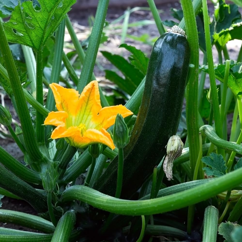 2 Squash Plants, Green Squash Zucchini Plant Live in Pot, Live Green Squash Plant, Live Squash Seedlings, Squash Zucchini Plant Live for Planting Outdoor Garden, Live Zucchini Plant Vegetable Squash