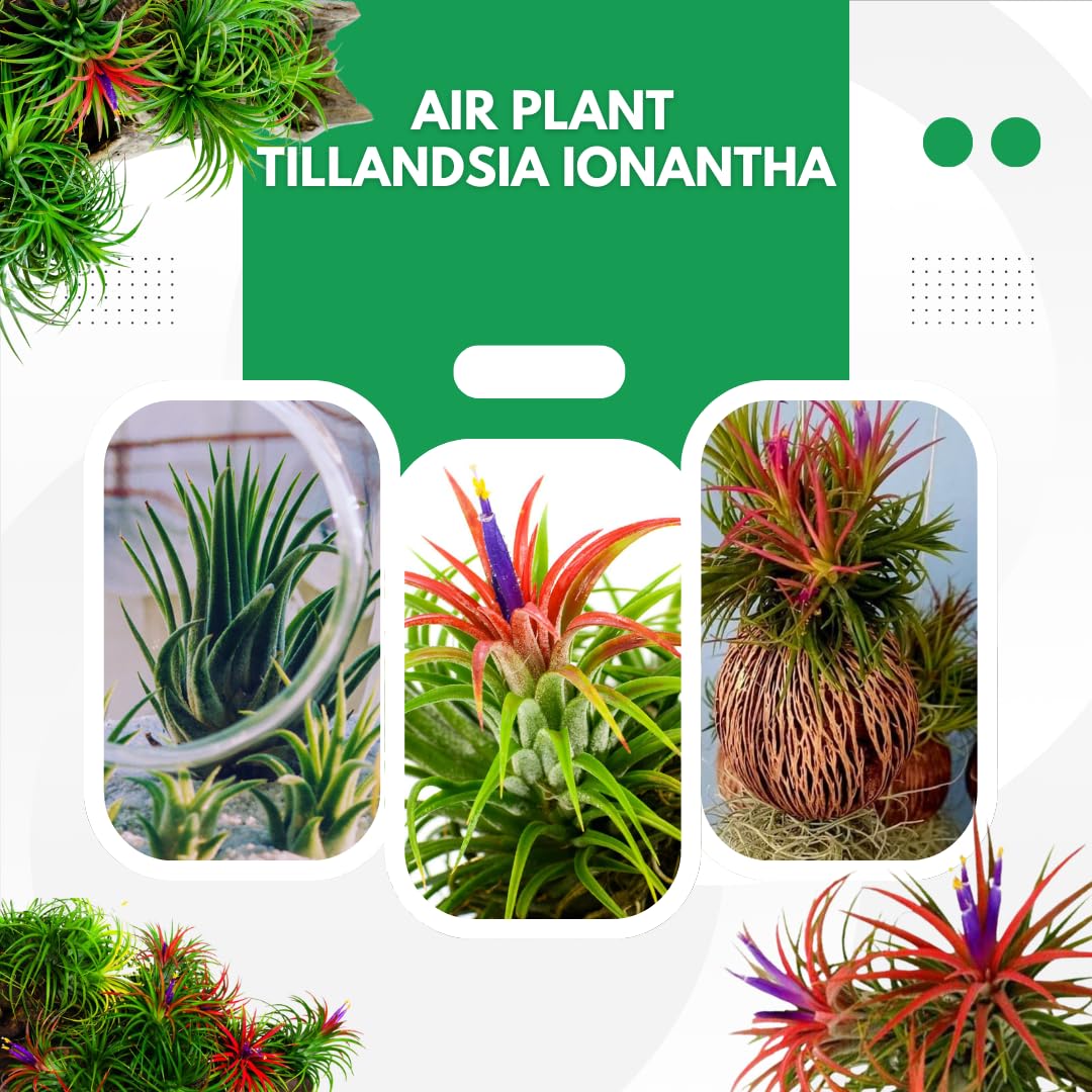 Air Plants Live, 10 Red Tillandsia Air Plants Live Houseplants for Growing Indoors Outdoors, 2 to 3 Inches Tall