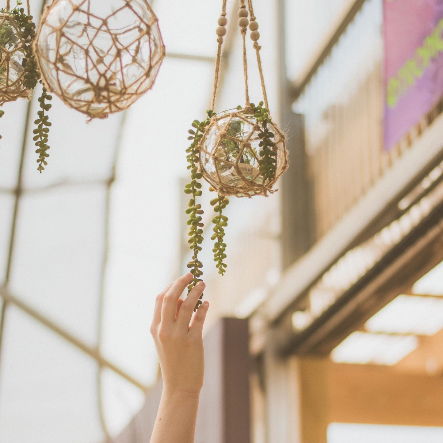 Shop Succulents | Hanging Collection of Live Succulent Plants, Hand Selected String of Pearls & Burrito Sedum Variety | Collection of 2 in 6" Grow Pot