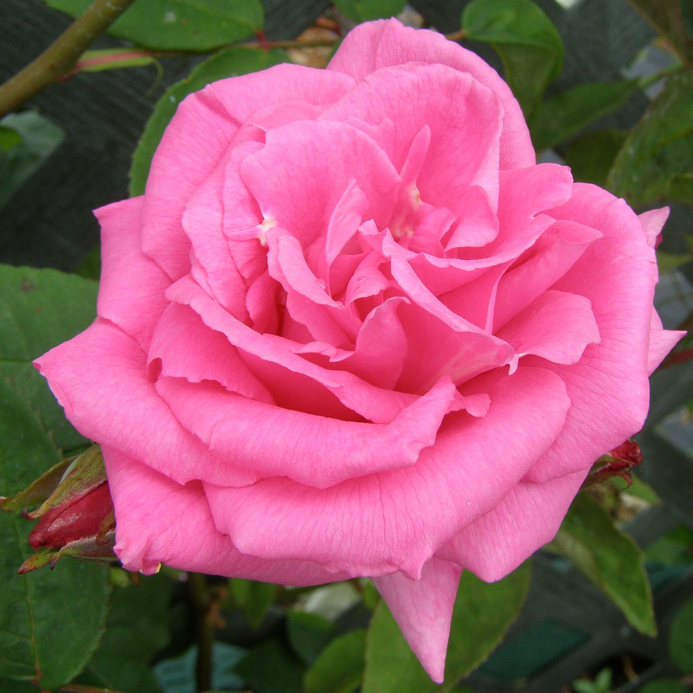 Heirloom Roses Nearly Thornless Rose Plant - Zéphirine Drouhin Pink Climbing Rose Bush, Bourbons Live Plant for Planting Outdoors