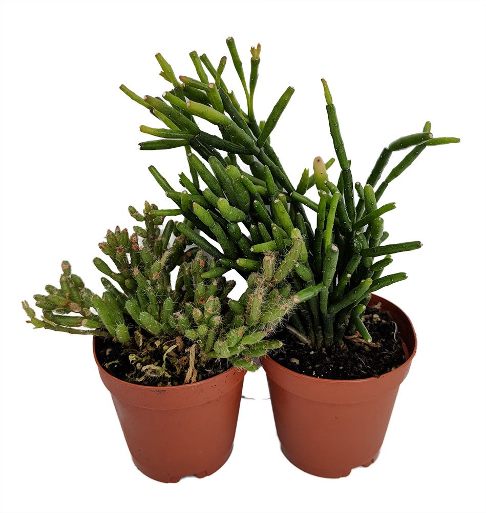Drunkard's Dream Cactus/Spice Cactus - Rhipsalis - 2" Pots 2 Pack