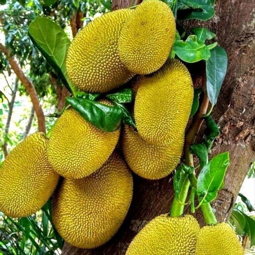 Jackfruit Tropical Live Plant 2-3 Feet in One Gallon Pot, Sweet Jackfruit Fruit Tree for Planting Outdoor, Tropical Jackfruit Fruit Plant for Indoor Outdoor Garden or Landscape