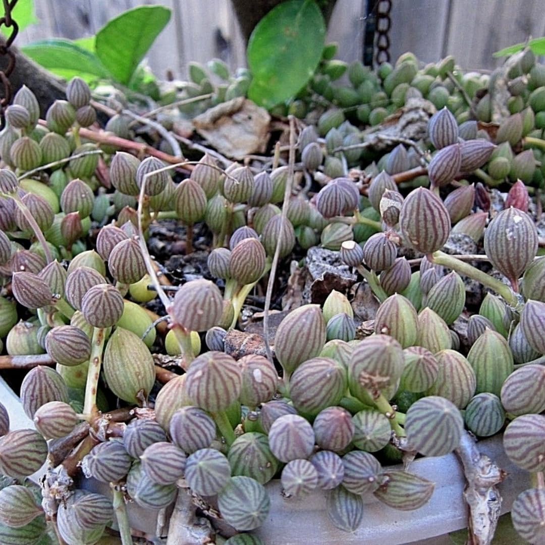 String of Watermelon Live Plants, Easy Indoor Trailing Succulent in 2.5" Pot, Hanging Succulent Houseplant Indoor Outdoor Planting