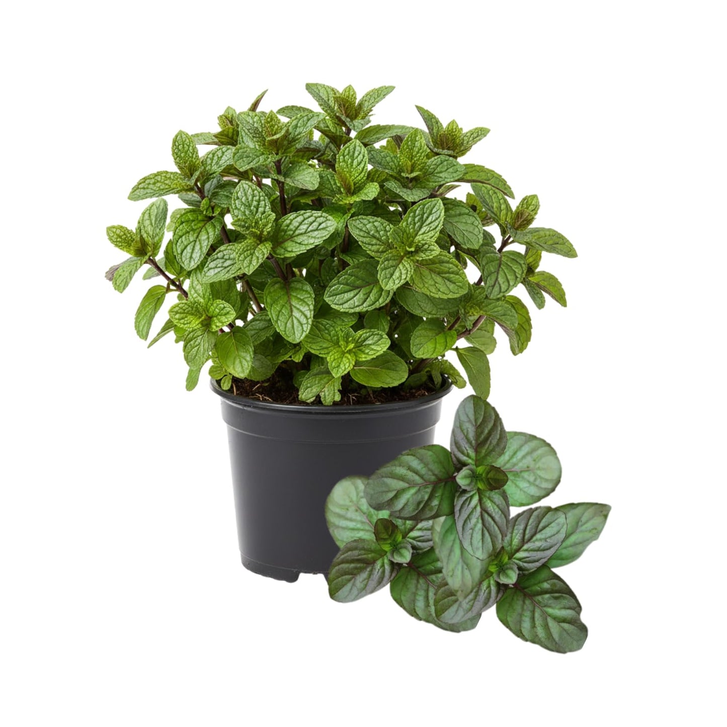 TANKDA Sets 2 Live Mint Plants Herb in 3.5" Pot, Fresh Orange Mint for Indoor Outdoor Growing, Spring Planting, 5-9" in Tall