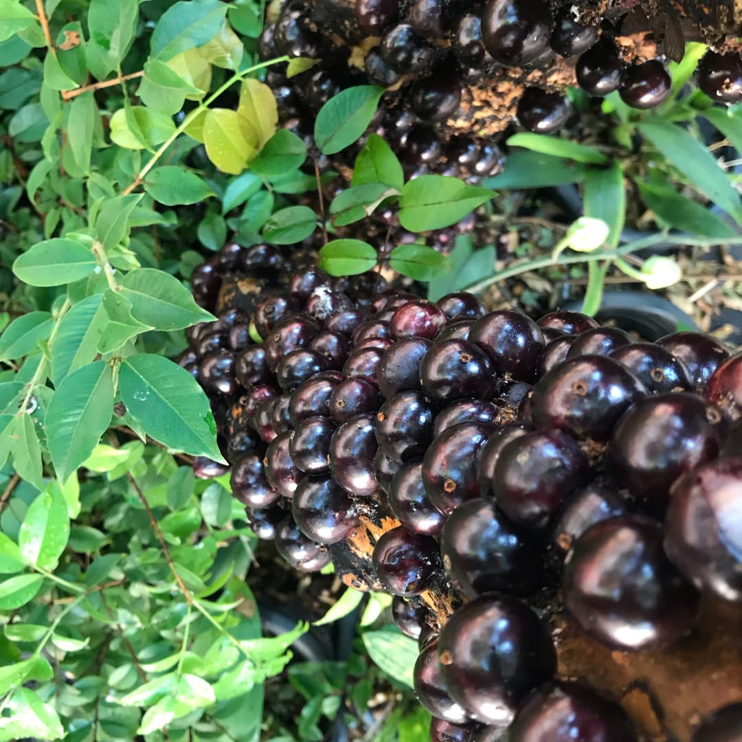Live Black Jaboticaba Tree Plant, Brazilian Jabuticaba Plant, Sweet Fruit Tree, 1 Feet Tall for Outdoor Planting