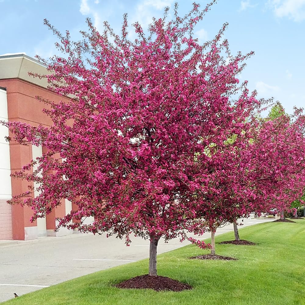 Centurion Crabapple Tree, Vibrant Pink-Red Blooms, Cold Hardy, 2-3 feet Tree Height, 1 gal. Nursery Pot (Due to Agricultural Laws, we Cannot Ship to CA, AZ, AK, or HI)