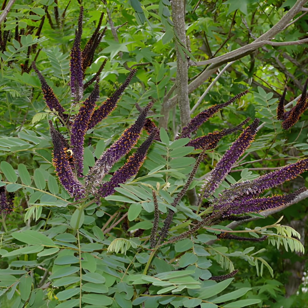 5 False Indigo Bush Live Plant 6-12 Inch | Amorpha fruticosa | Hardy Flowering Shrub with Deep Purple Spikes | Ideal for Pollinator Gardens & Landscapes