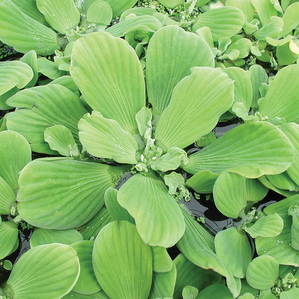 PlantBros Bundle of 3 Water Lettuce Aquatic Live Plant Pistia Stratioes Floating