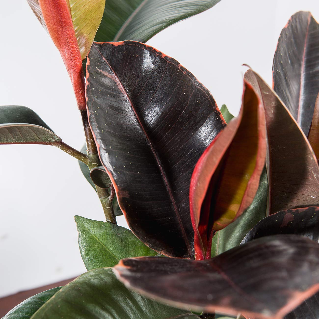 Perfect Plants Variegated Rubber Plant | Ficus Elastica 'Ruby' | Live Indoor Houseplant | Unique Home Décor, 6in. Grower's Pot