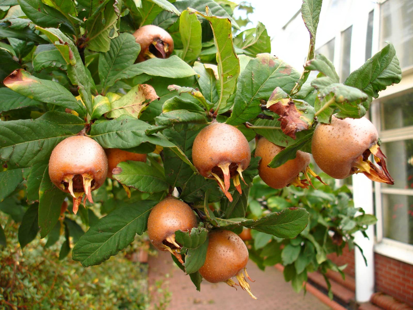 8-12" Tall Royal Medlar Tree, Mespilus Germanica, grafted Plant