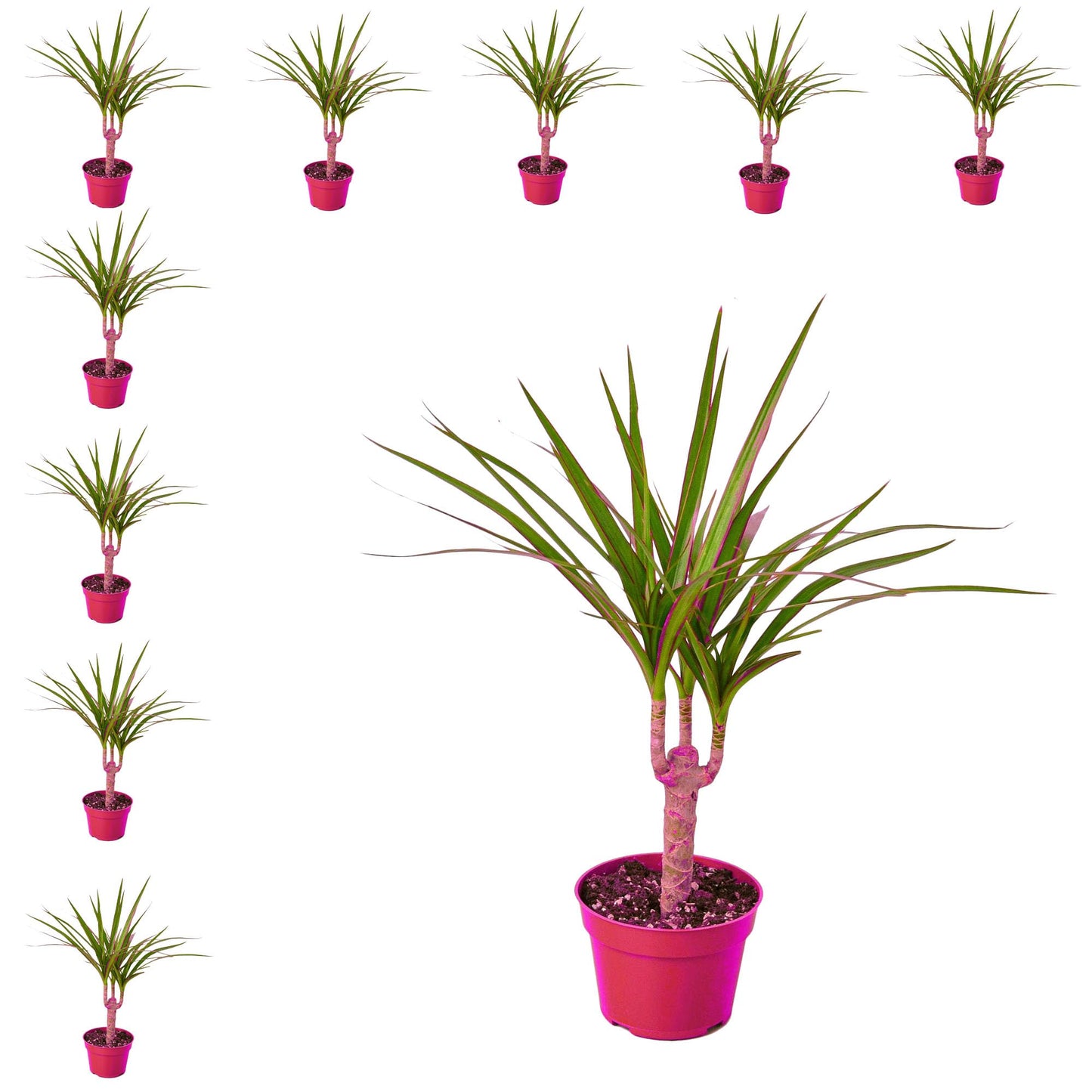 10 Pack Dracaena Marginata Cane in 4in Pot - Live Plants Tropical Houseplants | Variegated | USA Growers | The Snobby Leaf