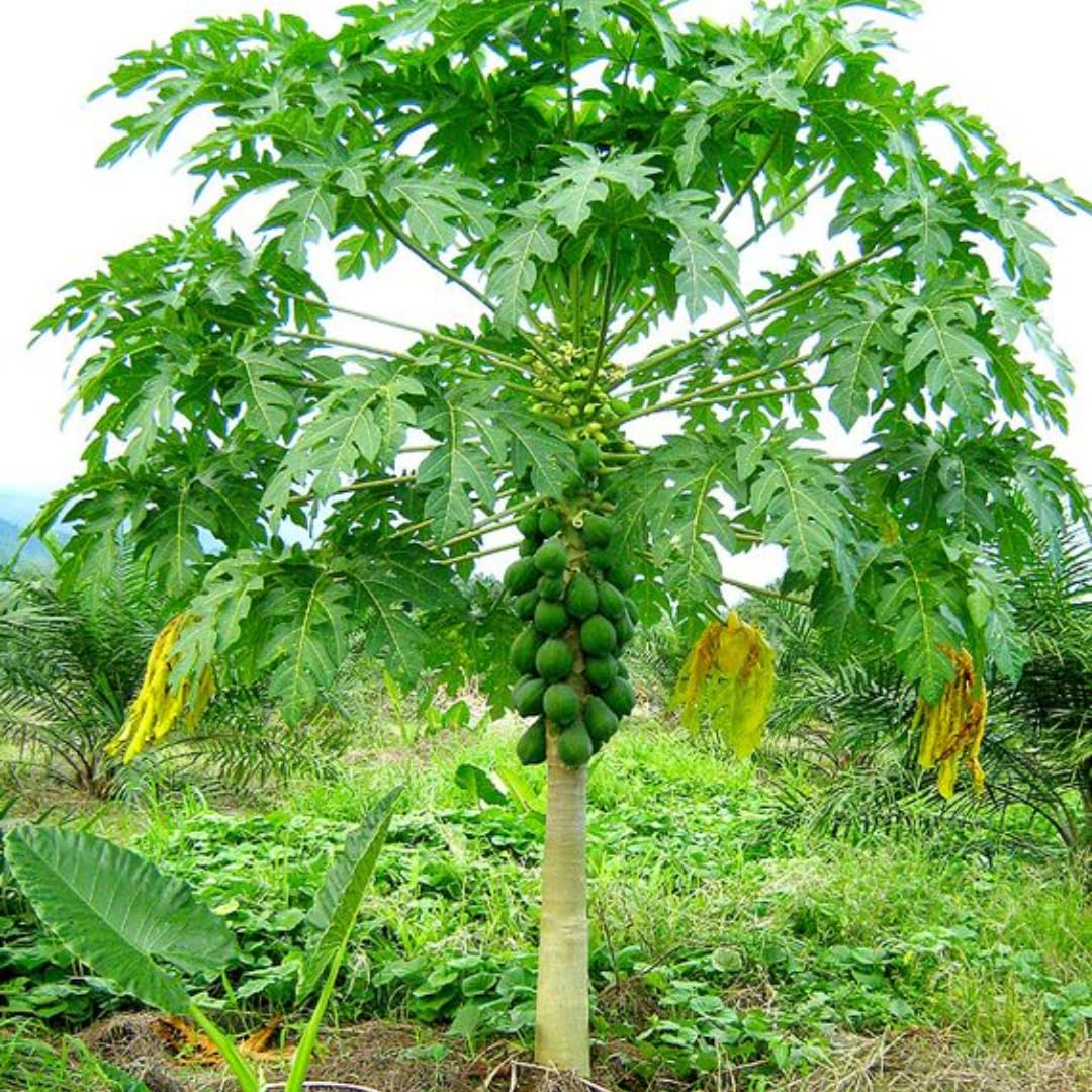 Papaya Tree Live Plant, 8 to 9 Inch Tall, Papaya Plants Live, Papaya Live Plant, Live Papaya Tree, Grow from Heirloom Seeds