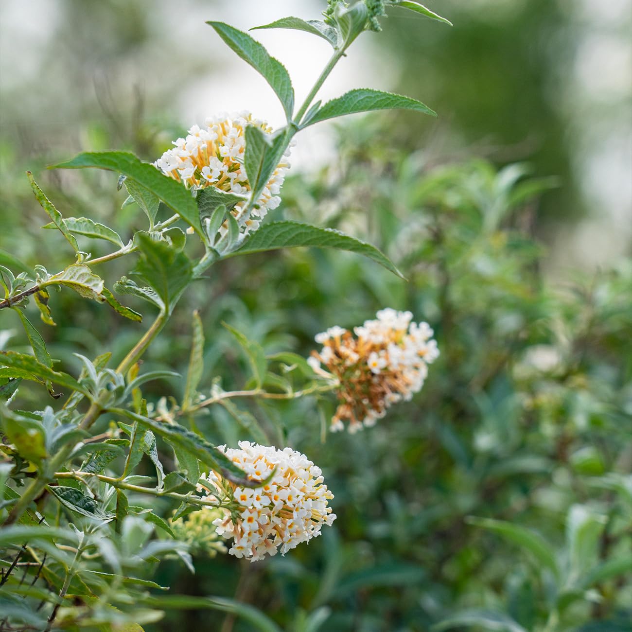 Perfect Plants White Profusion Butterfly Bush 1 Gallon | Flowering Shrub | Pollinator Magnet | Butterfly Garden