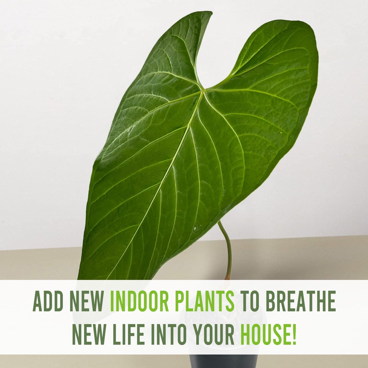 LEAL PLANTS ECUADOR Anthurium Regale AFF - Live Tropical Houseplant for Air Purification| Heart Leaf Plant | Rare Anthurium x Luxurians | Perfect for Home Decor, Unique Gift for Plant Lover
