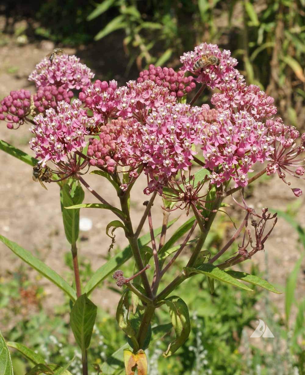 Swamp Milkweed Plant Live Pink Rose Milkweed Asclepias Incarnata Starter Plant Butterfly
