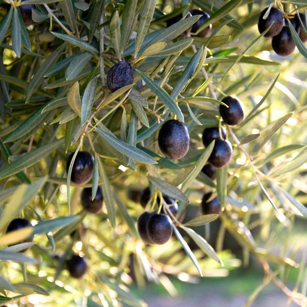Perfect Plants Arbequina Olive Live Plant, 2-3ft, Includes Care Guide