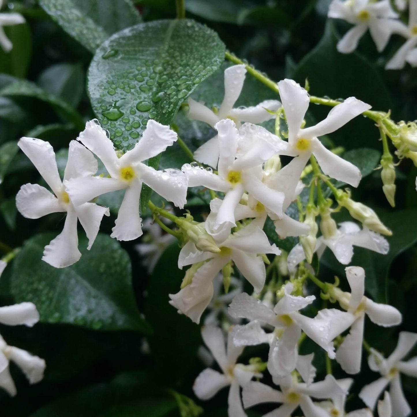 Live Plant - Confederate Star Jasmine Rooted Starter Plant Extremely Fragrant Vine