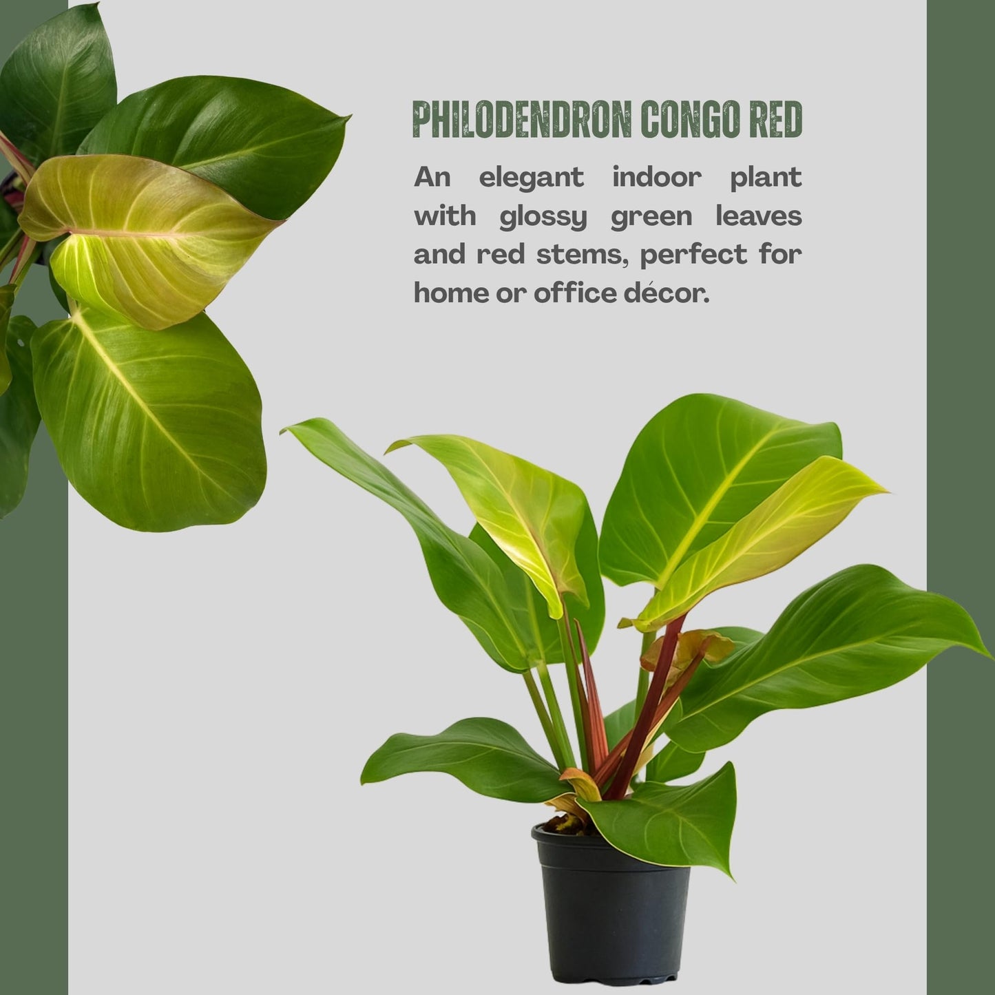 Philodendron 'Yellow Flame' – 4” Live Plant – Stunning Golden Foliage – Easy-Care Indoor Houseplant for Home or Office Décor (Heat Pack Included)
