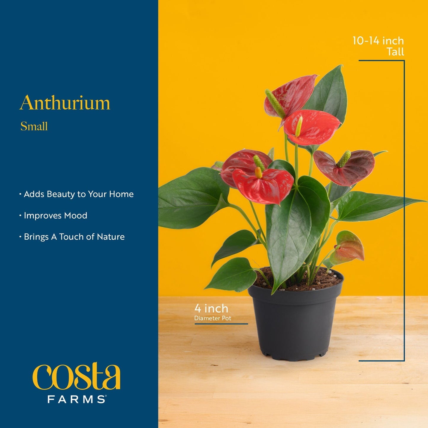 Costa Farms Anthurium, Flamingo Flower Live Plant in Decorative Pot, Air Purifying Flowering Indoor Houseplant, Home, Room, or Office Decor, House Warming or Birthday Gift, 10-14 Inches Tall