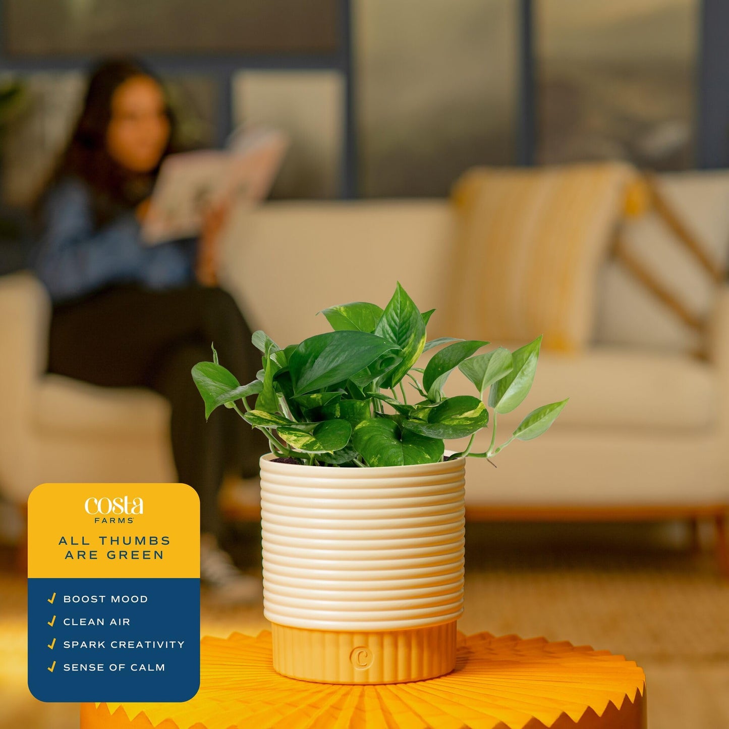 Costa Farms Golden Pothos Live Plant in Decorative Pot, Easy to Maintain, Air Purifying Indoor Houseplant, Home, Room, or Office Decor, Great House Warming or Birthday Gift, 12-14 Inches