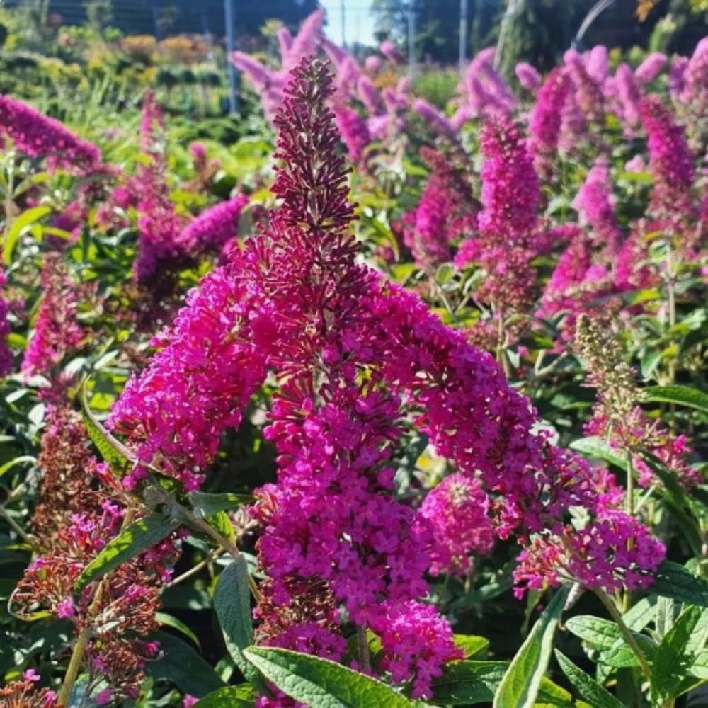 Potted Butterfly Bush Live Plant, 5-9" in Tall, Cold Hardy, Spring Outdoor PlantingBlooms Summer to Fall, Dormant in Winter (Cranberry Buddleia Plant)