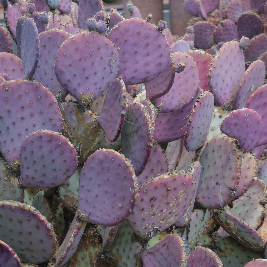 Live Purple Prickly Pear Cactus Plant, Hardy Cactus Succulent, 6-8 Inches Tall for Planting