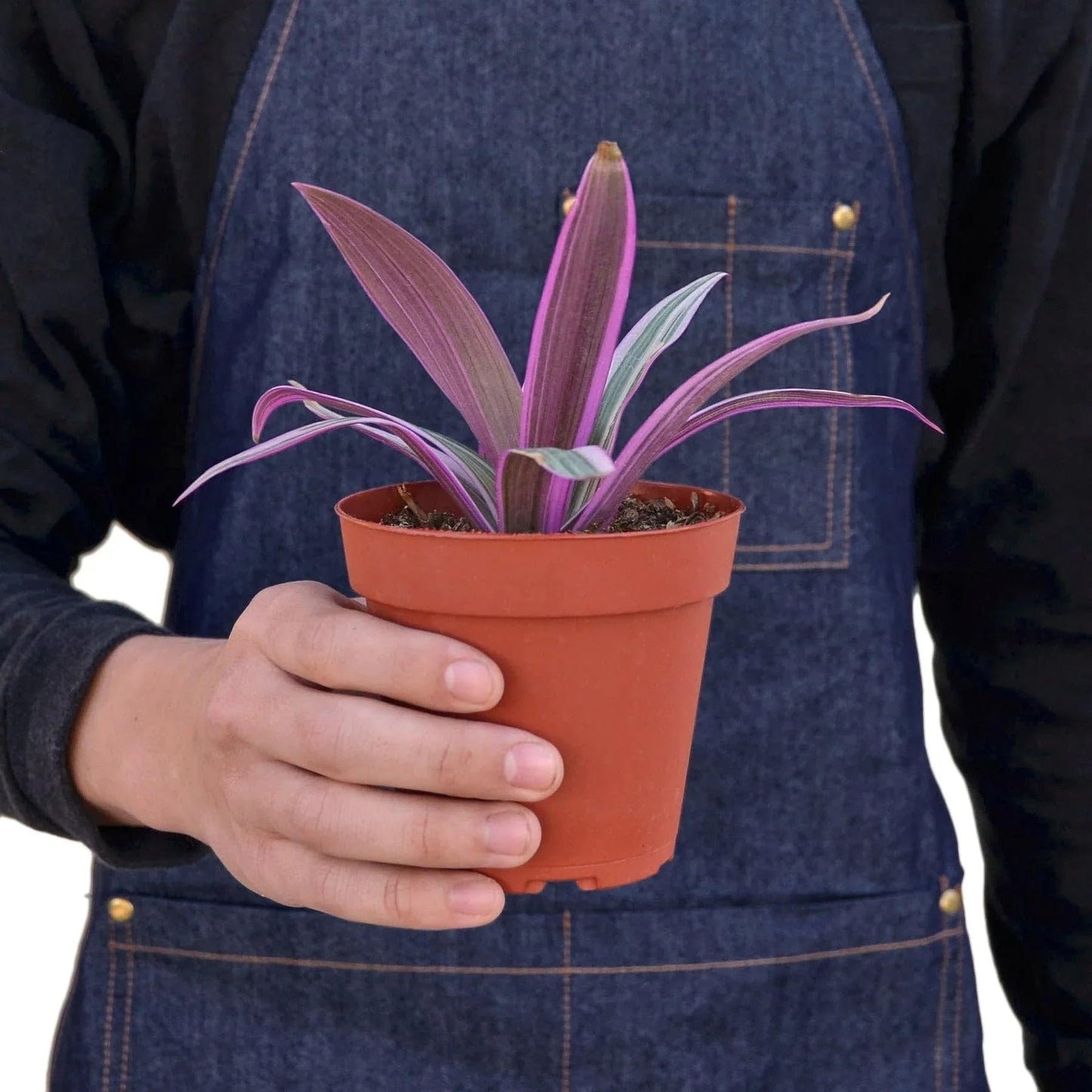 Oyster Plant 'Moses in The Cradle' | Live Plant for Indoor & Outdoor | for Living Room, Office, Bathroom | (4" Pot)