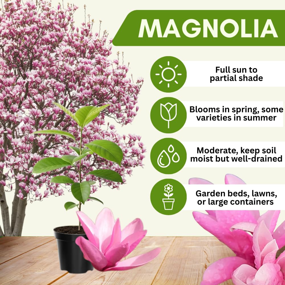 Jane Magnolia Tree Live Plant 4-8 Inches, Pink Blooms Magnolia Bush, Fragrant Magnolia for Growing, Winter Dormant